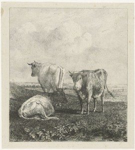 Drie koeien in een weide
