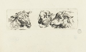 Drie koppen van geiten