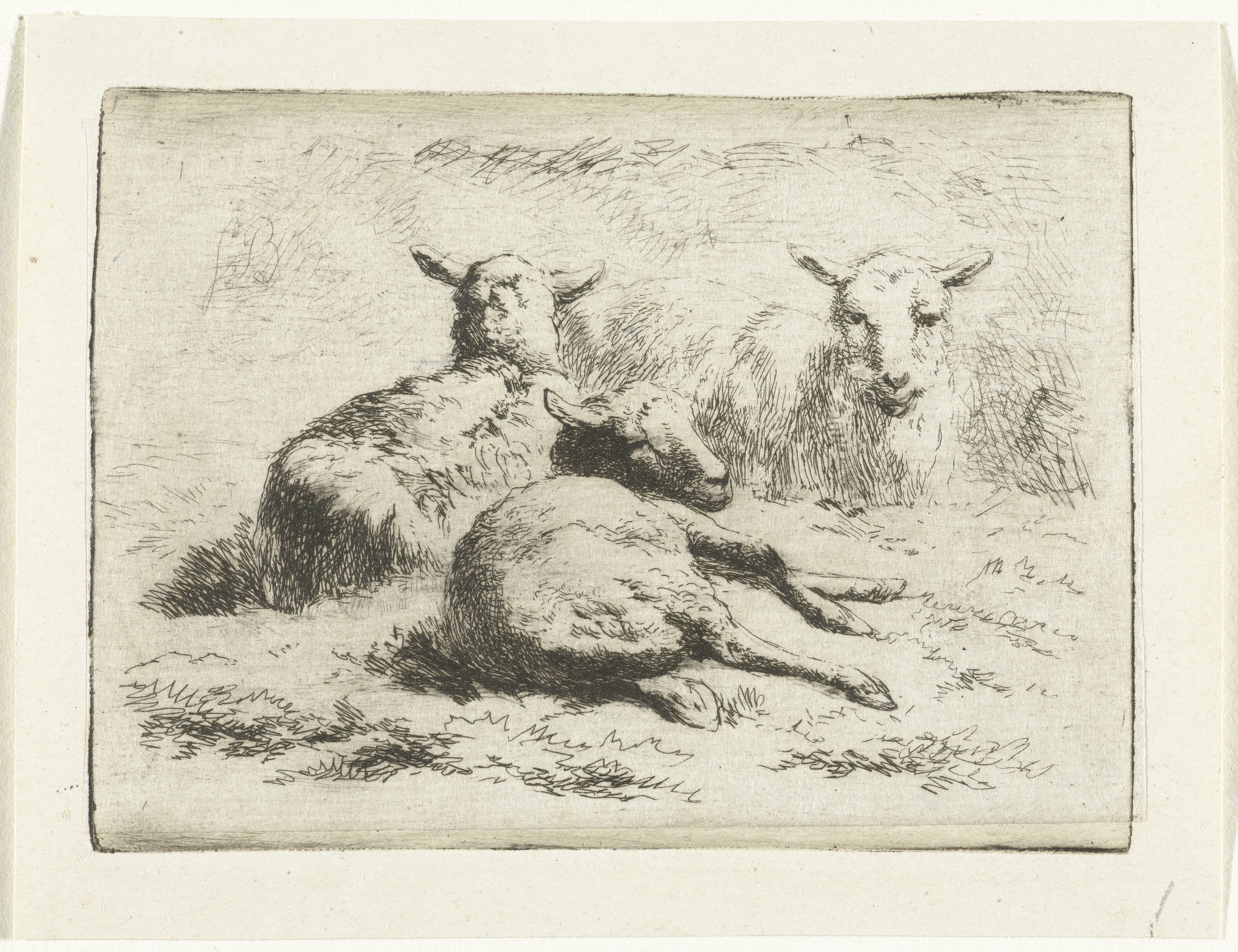 Drie liggende schapen by Simon van den Berg