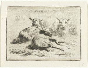 Drie liggende schapen