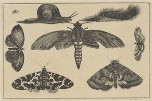 Drie motten, vlinders, tor, slak en rups