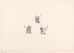 Drie ossekoppen