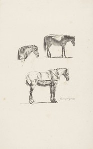 Drie paarden