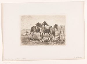 Drie paarden in een weiland, een koe in de achtergrond