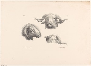 Drie ramskoppen