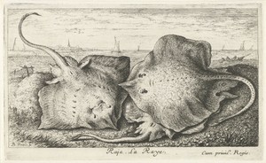 Drie roggen op het strand