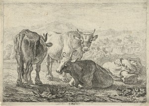Drie runderen en een slapende herder