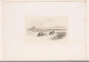 Drie rustende eenden
