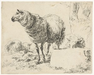 Drie schapen
