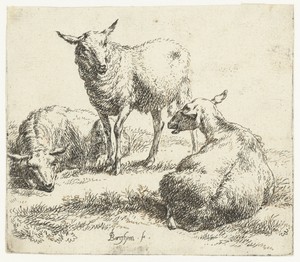 Drie schapen