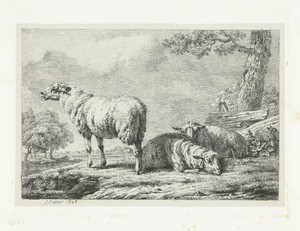 Drie schapen bij een hek