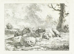 Drie schapen liggend bij kale boom