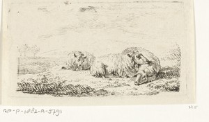 Drie schapen liggend in het gras