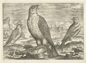 Drie vogels in een landschap