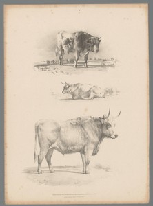 Drie voorstellingen van een rund