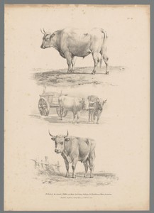 Drie voorstellingen van runderen