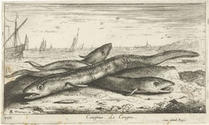 Drie zeepalingen op het strand