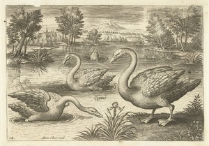 Drie zwanen in een vijver