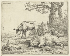 Drie zwijnen bij een heg