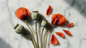 Dried Poppy Flat Lay