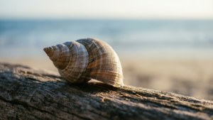 Driftwood Whelk