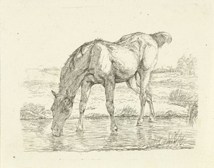 Drinkend paard