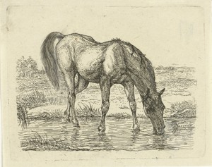 Drinkend paard