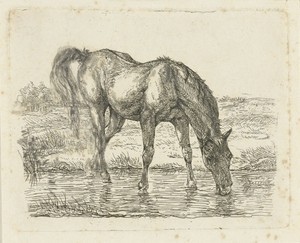 Drinkend paard