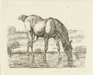 Drinkend paard