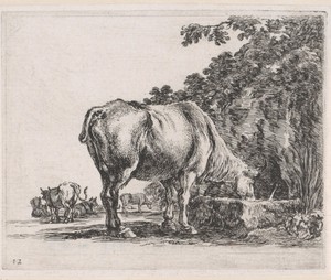 Drinkende koe in een landschap met meer koeien