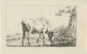 Drinkende stier