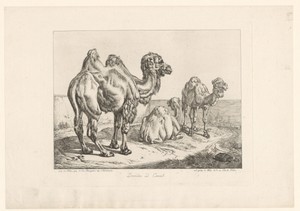 Dromedaris en twee kamelen