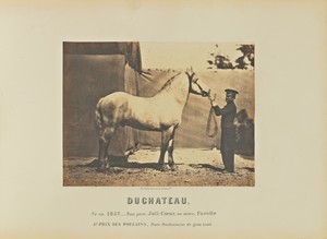 Duchateau