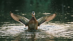 Duck at Lake