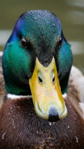 Duck Portrait Detail