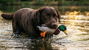 Duck Retrieval