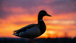 Duck Silhouette Sunset