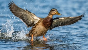 Duck Takeoff Splash