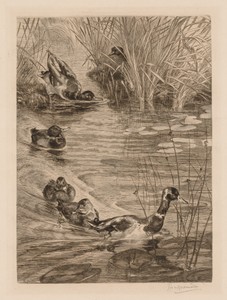 Ducks at play