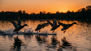 Ducks at Sunset