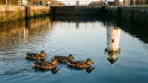 Ducks at the Locks