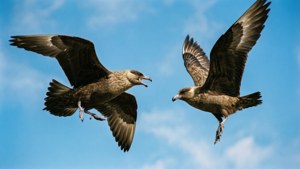 Duelling Skuas