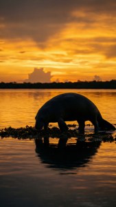 Dugong at Sunset
