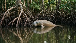 Dugong in Mangrove Estuary