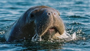Dugong Surfacing