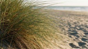 Dune Grass Bokeh