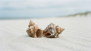 Dune Whelk Duo