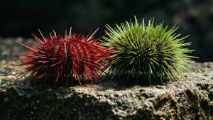 Duo of Urchins