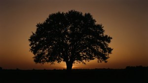 Dusk Silhouette
