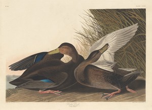 Dusky Duck